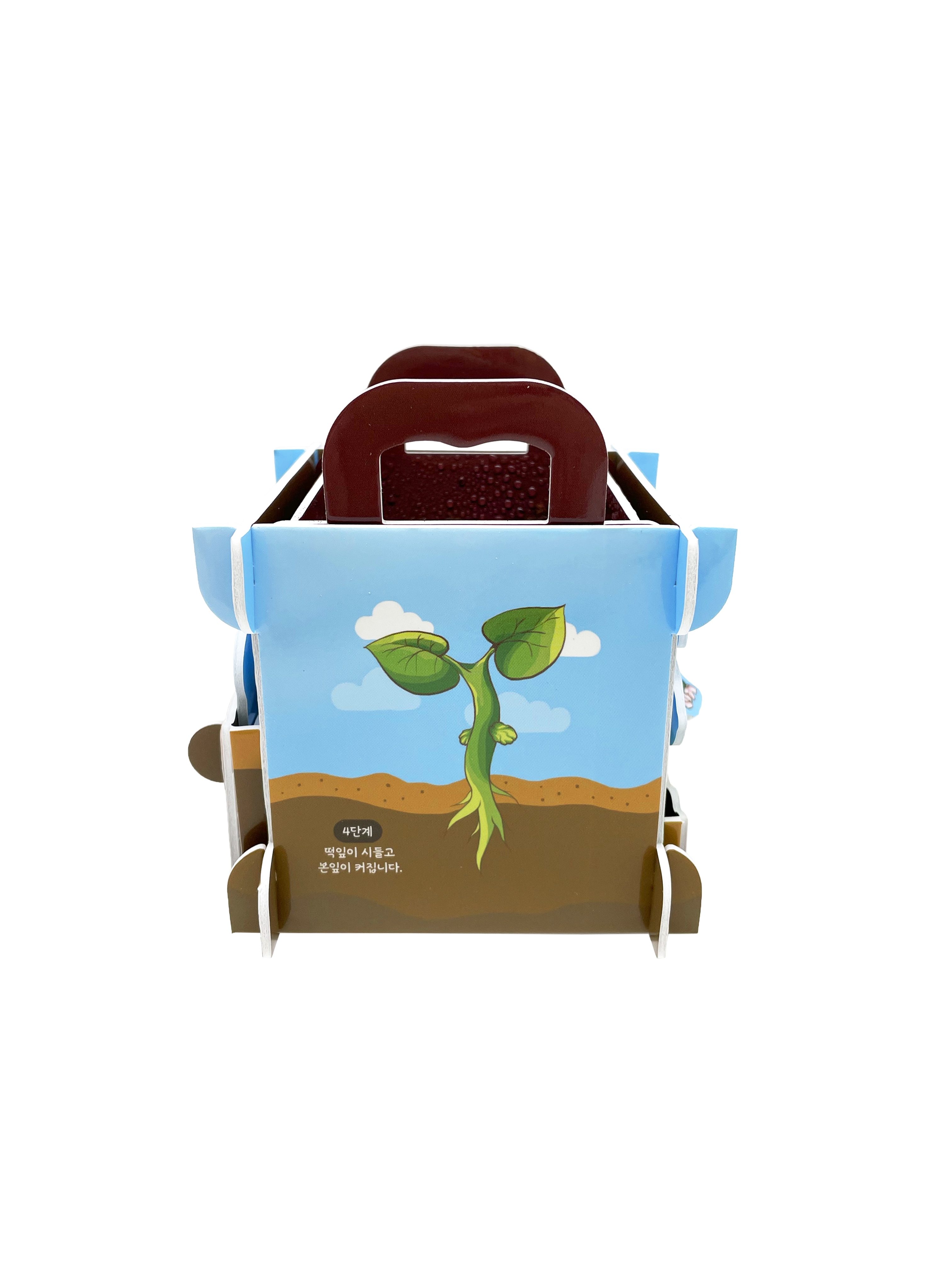 Explore the Life Cycle of Plants1