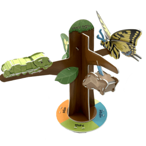 Explore the Insect Life Cycle