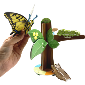 Explore the Insect Life Cycle2