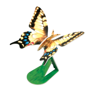 Explore the Insect Life Cycle-butterfly