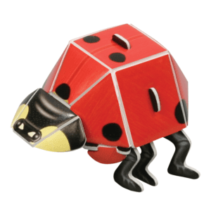 Explore the Insect Life Cycle-ladybug