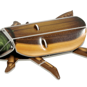 Explore the Insect Life Cycle-water beetle