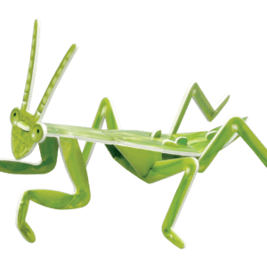 Explore the Insect Life Cycle-mantis