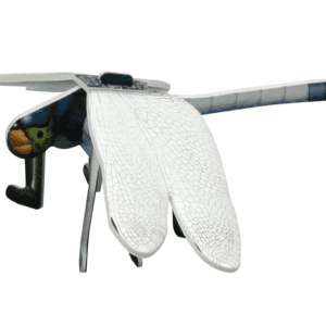 Explore the Insect Life Cycle-dragonfly