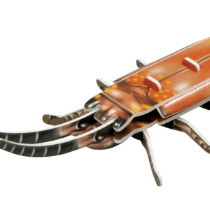 Explore the Insect Life Cycle-Sky Cow